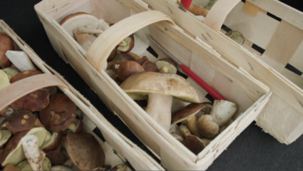 Mushrooms